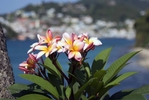frangipani.jpg